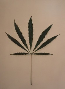 Cannabis leaf